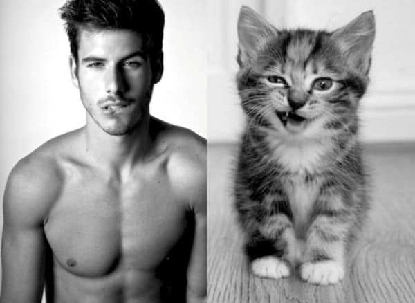 25 Cats That Can Be Male Models (or Celebrities)