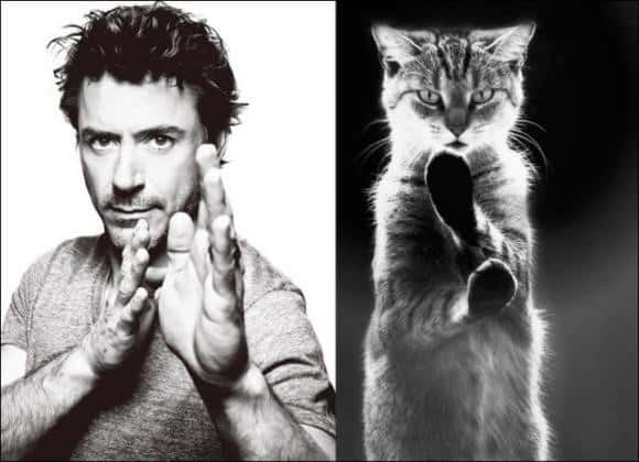 25 Cats That Can Be Male Models (or Celebrities)