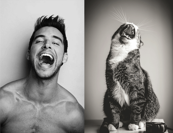 25 Cats That Can Be Male Models (or Celebrities)