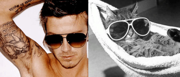 25 Cats That Can Be Male Models (or Celebrities)