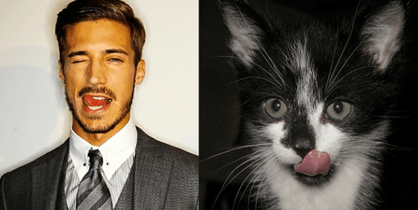 25 Cats That Can Be Male Models (or Celebrities)