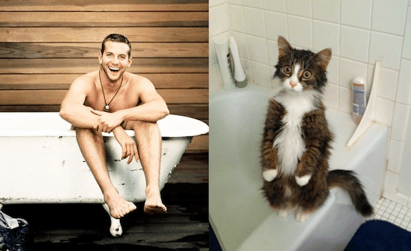 25 Cats That Can Be Male Models (or Celebrities)