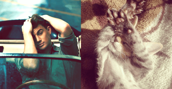 25 Cats That Can Be Male Models (or Celebrities)