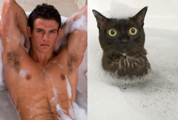 25 Cats That Can Be Male Models (or Celebrities)