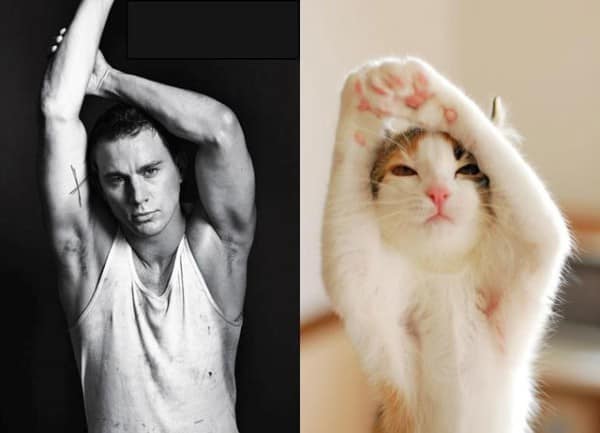 25 Cats That Can Be Male Models (or Celebrities)