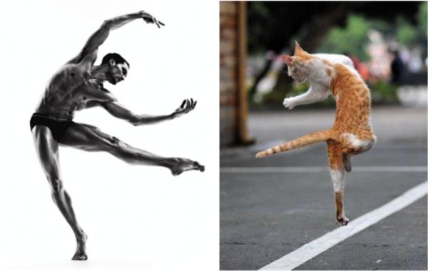 25 Cats That Can Be Male Models (or Celebrities)