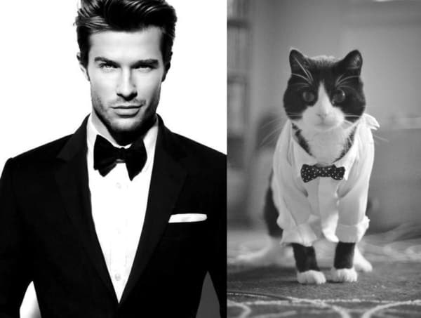 25 Cats That Can Be Male Models (or Celebrities)