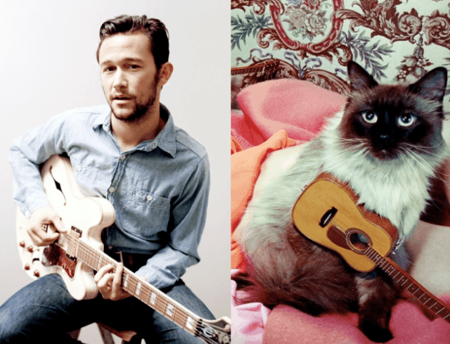 25 Cats That Can Be Male Models (or Celebrities)