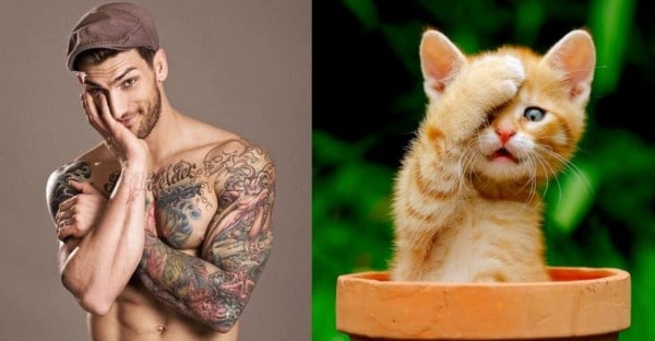 25 Cats That Can Be Male Models (or Celebrities)