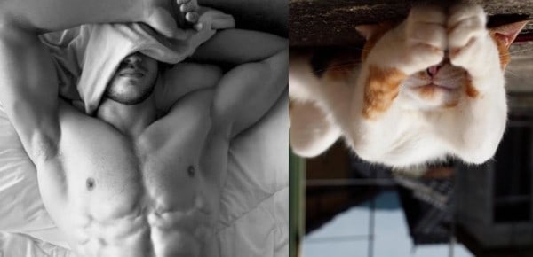 25 Cats That Can Be Male Models (or Celebrities)