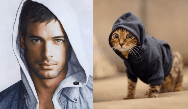 25 Cats That Can Be Male Models (or Celebrities)