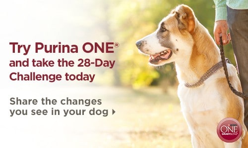 Dog Owners!! Take The Purina One 28 Day Challenge! Available At Walmart #spon