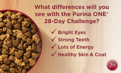 Dog Owners!! Take The Purina One 28 Day Challenge! Available At Walmart #spon