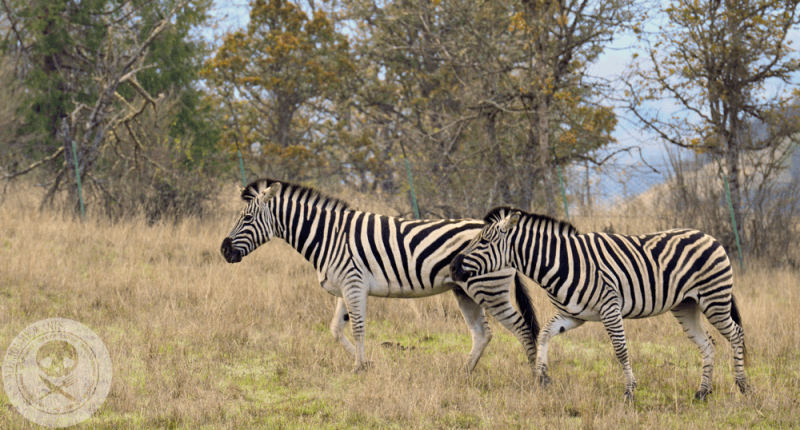 Wildlife Safari, Winston Oregon In Photos