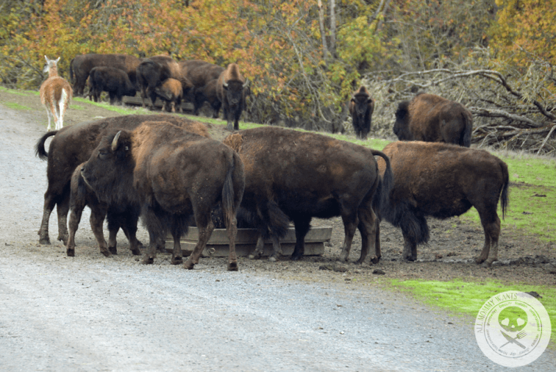 Wildlife Safari, Winston Oregon In Photos