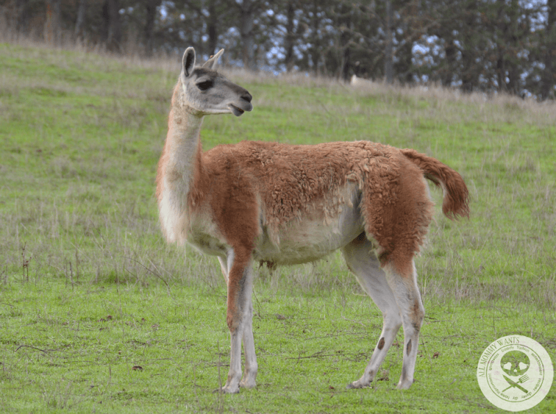 Wildlife Safari, Winston Oregon In Photos