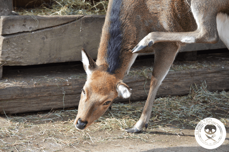 Wildlife Safari, Winston Oregon In Photos