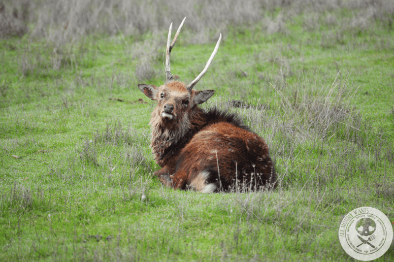 Wildlife Safari, Winston Oregon In Photos