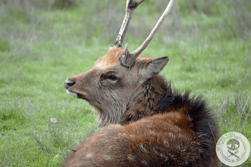 Wildlife Safari, Winston Oregon In Photos