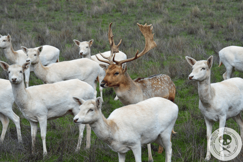 Wildlife Safari, Winston Oregon In Photos