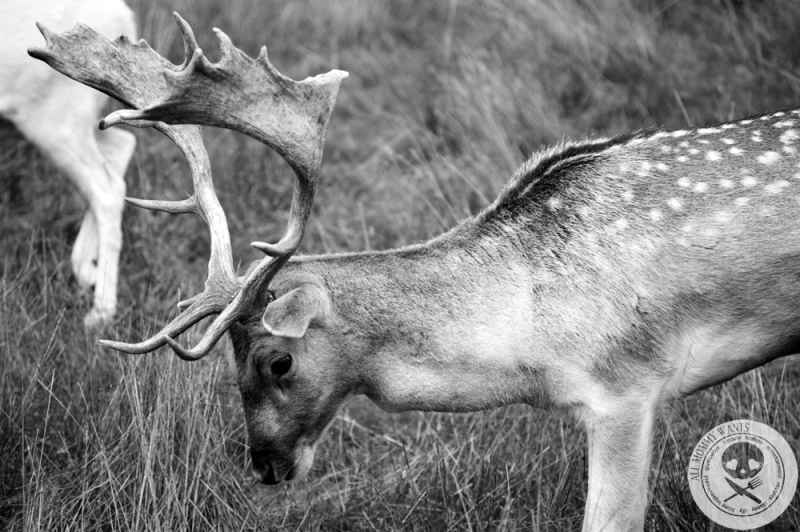 Wildlife Safari, Winston Oregon In Photos