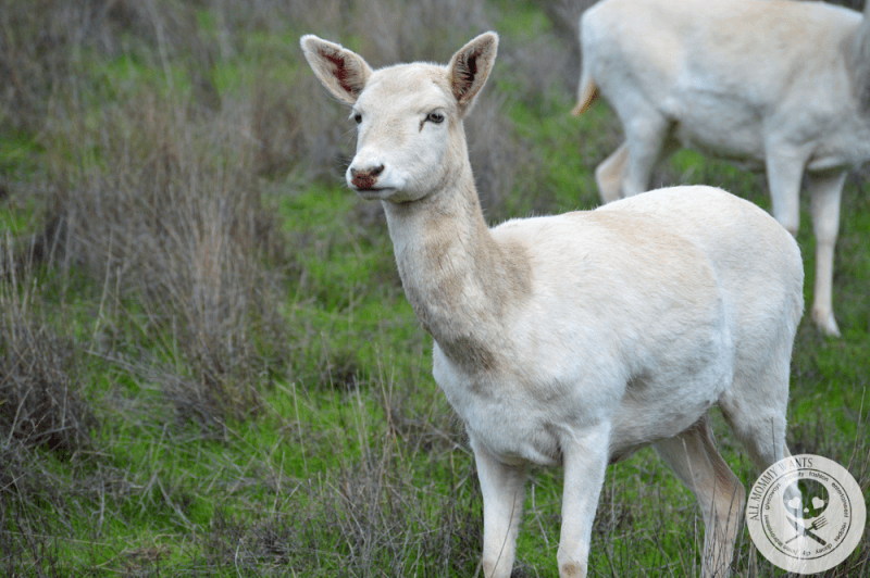 Wildlife Safari, Winston Oregon In Photos