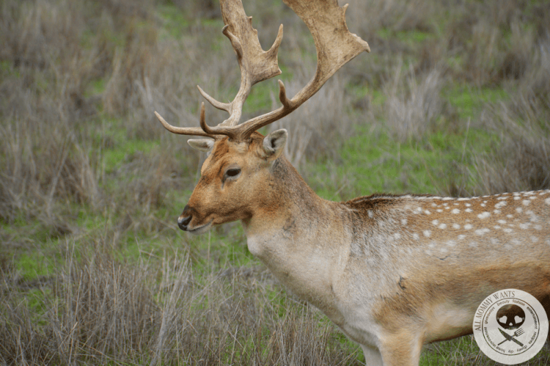 wildlife safari oregon