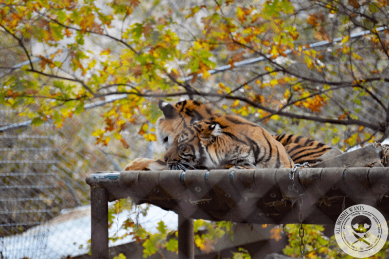 Wildlife Safari, Winston Oregon In Photos