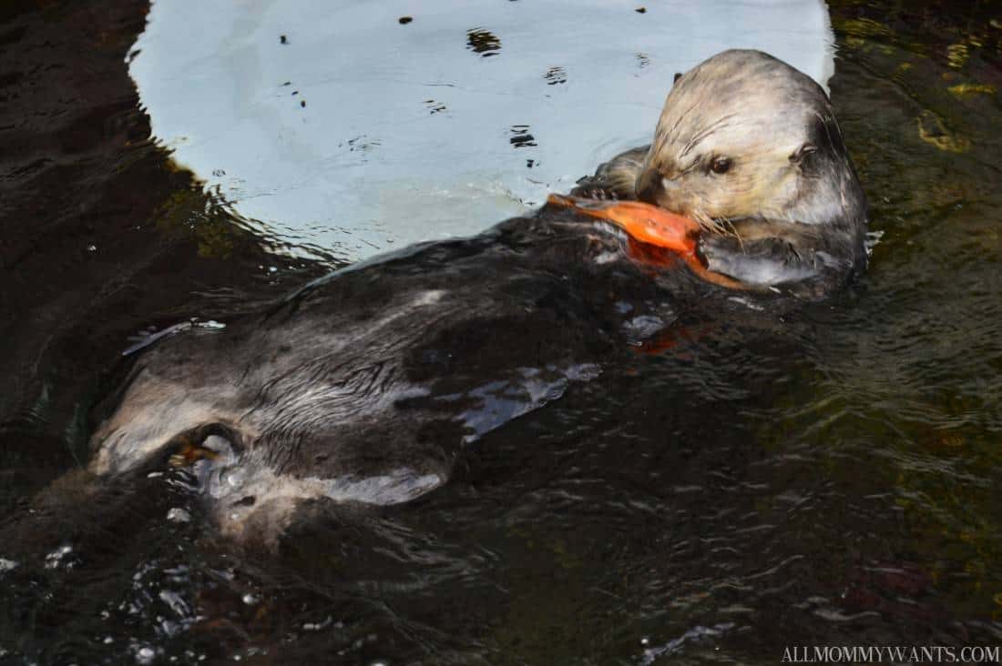 I Touched An Octopus, Exclusive Baby Otter Pics And More Fun At Monterey Bay Aquarium