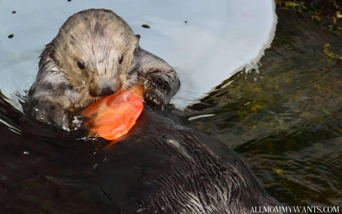 I Touched An Octopus, Exclusive Baby Otter Pics And More Fun At Monterey Bay Aquarium