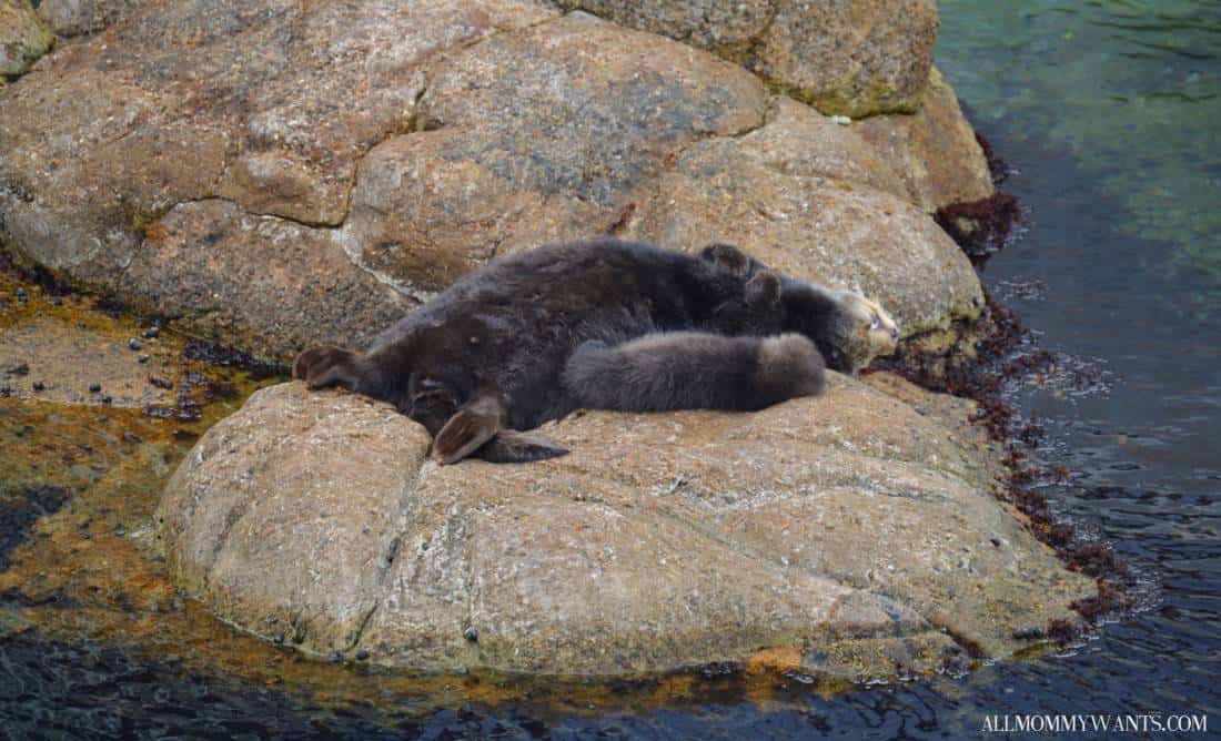 I Touched An Octopus, Exclusive Baby Otter Pics And More Fun At Monterey Bay Aquarium