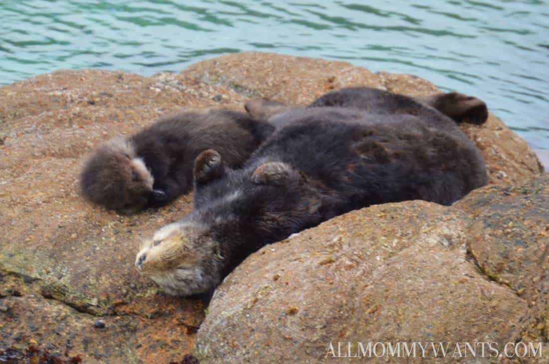 I Touched An Octopus, Exclusive Baby Otter Pics And More Fun At Monterey Bay Aquarium