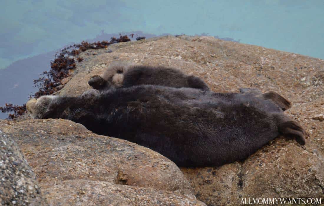 I Touched An Octopus, Exclusive Baby Otter Pics And More Fun At Monterey Bay Aquarium