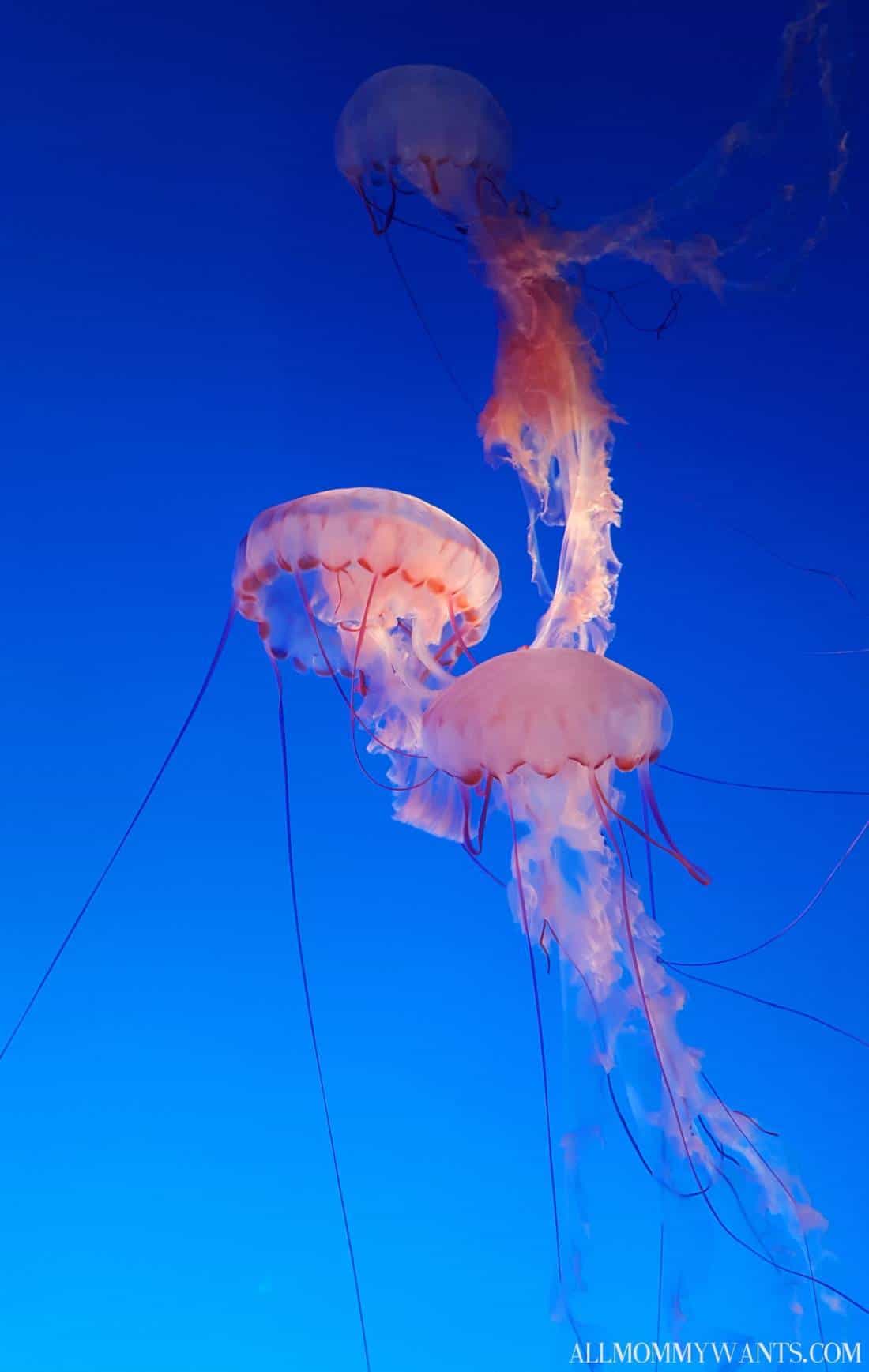 I Touched An Octopus, Exclusive Baby Otter Pics And More Fun At Monterey Bay Aquarium