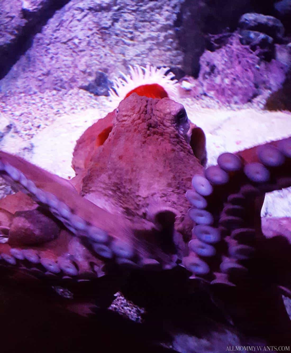 I Touched An Octopus, Exclusive Baby Otter Pics And More Fun At Monterey Bay Aquarium