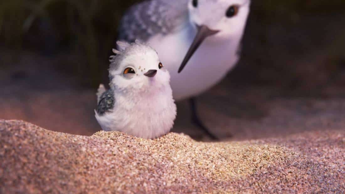 Meet The Adorable Bird From Disney Short “piper”