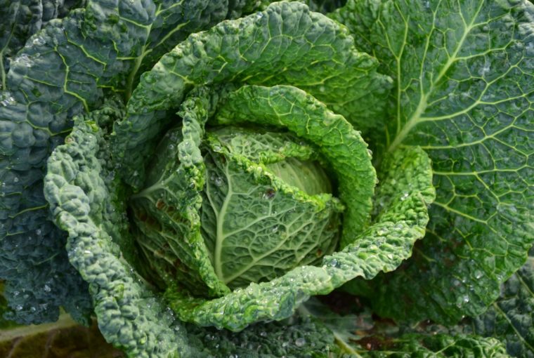 4 Healthy Vegetables You Can Easily Grow In Your Own Backyard