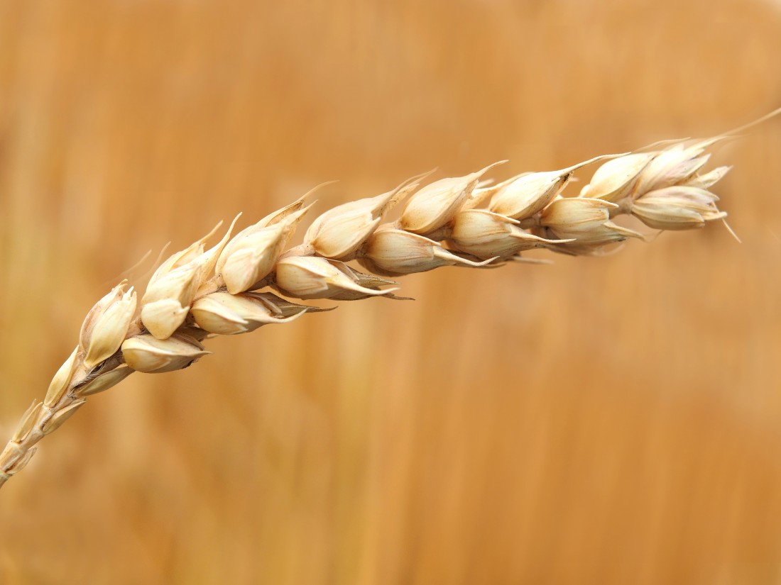 5 Healthy Tips For Buying Bread