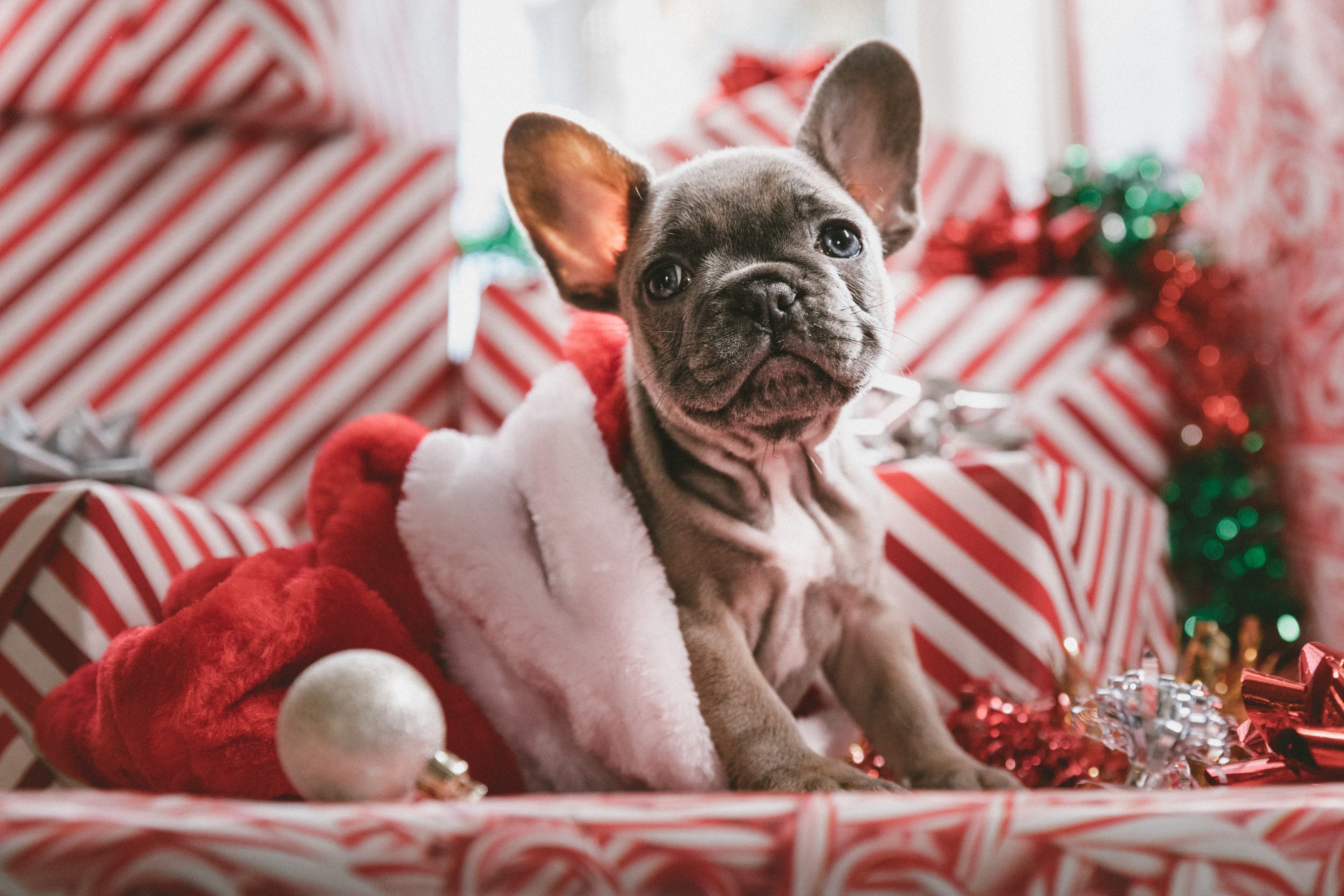 Don’t Forget The Dog! Canine Gifts For Your Furry Friend